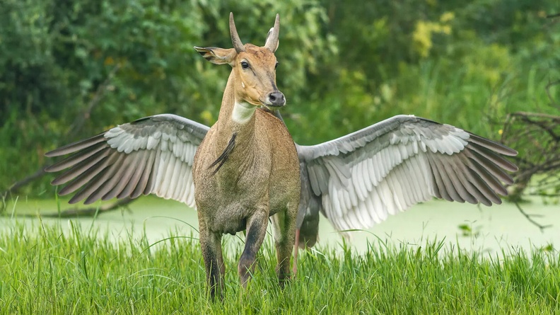 Indian Sarus Crane drives an Antelope away from its nest to protect its egg, Keoladeo National Park, India - Comedy Wildlife Photo Awards Finalist